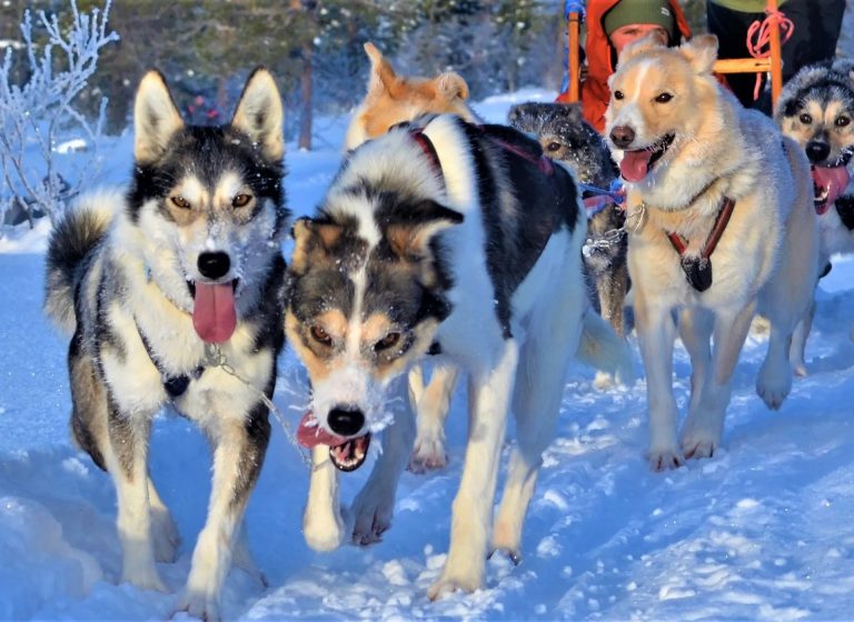 Dog sledding Taster